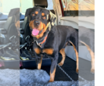 Balboa - Male Rottweiler Dog for Adoption - Small photo