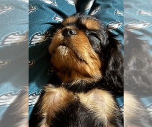 Cavalier King Charles Spaniel Puppy for Sale in NAMPA, Idaho USA
