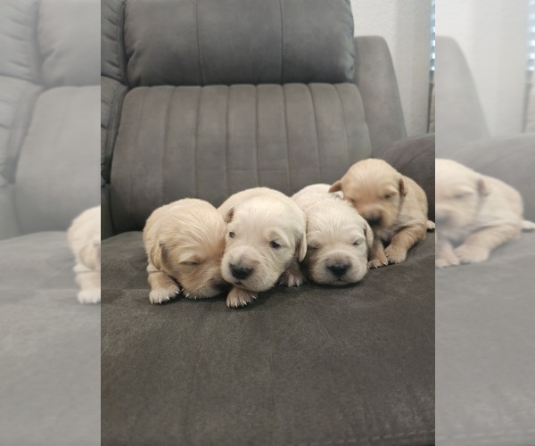 Medium Photo #8 English Cream Golden Retriever Puppy For Sale in ELVERTA, CA, USA
