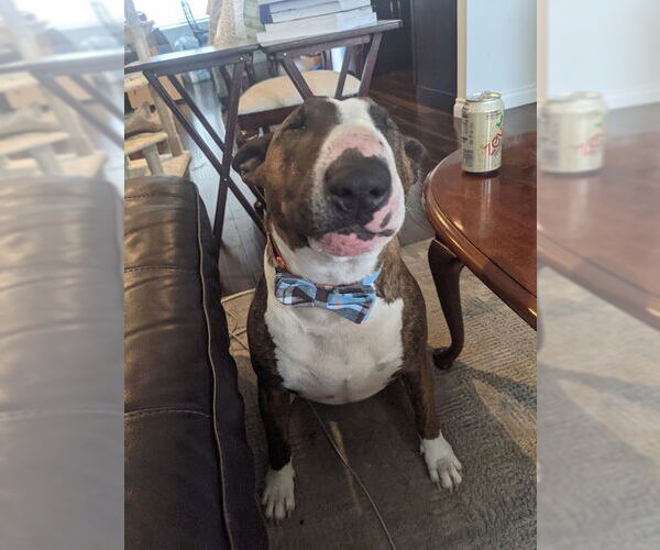 Medium Photo #3 Bull Terrier Puppy For Sale in Aurora, CO, USA