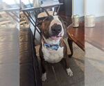 Small #2 Bull Terrier
