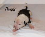 Small Photo #2 American Bulldog Puppy For Sale in MECHANICSVILLE, VA, USA