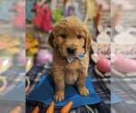 Small Photo #3 Golden Retriever Puppy For Sale in CUMMING, GA, USA