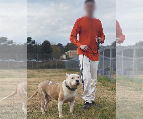 Medium Photo #5 American Pit Bull Terrier-Unknown Mix Puppy For Sale in Rockaway, NJ, USA