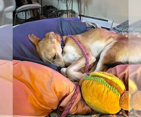 Medium Photo #5 Mutt Puppy For Sale in MECHANICSBURG, PA, USA