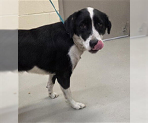 Medium Photo #1 Border Collie-Unknown Mix Puppy For Sale in Sanford, FL, USA