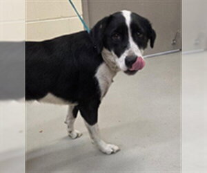 Border Collie-Unknown Mix Dogs for adoption in Sanford, FL, USA