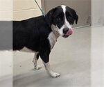 Small Border Collie Mix