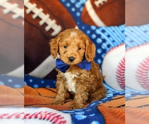 Cock-A-Poo Puppy for sale in NEW HOLLAND, PA, USA