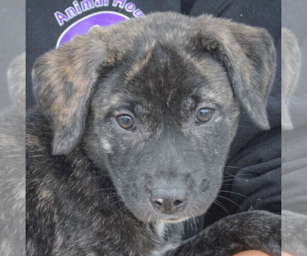 Medium Photo #6 Catahoula Leopard Dog-Labrador Retriever Mix Puppy For Sale in Huntley, IL, USA