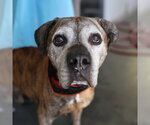 TYKO - Male Boxer-Unknown Mix Dog for Adoption - Small photo