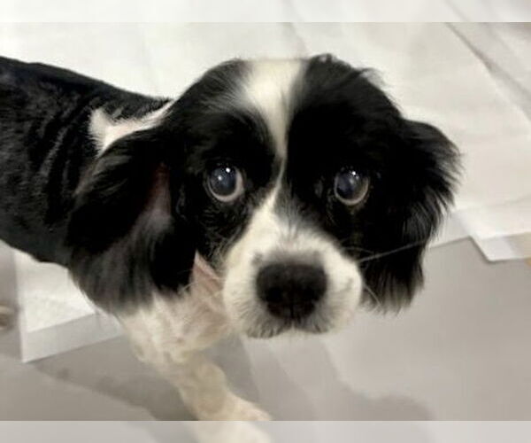 Medium Photo #1 Cockalier Puppy For Sale in Sherman Oaks, CA, USA