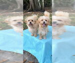 Small #2 Shih Tzu
