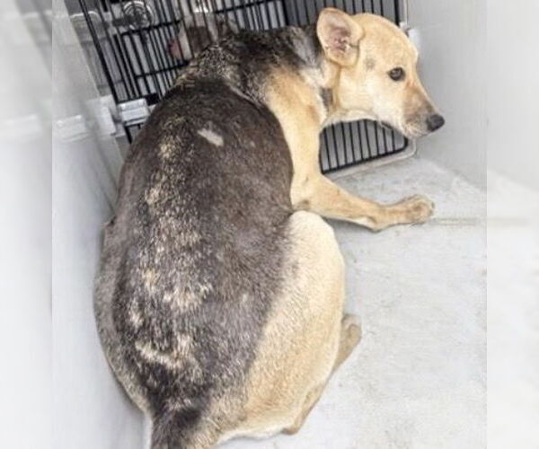 Medium Photo #1 German Shepherd Dog-Unknown Mix Puppy For Sale in Houston, TX, USA