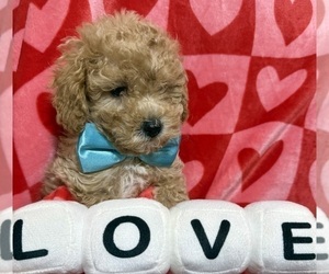 ShihPoo Puppy for sale in SALEM, OR, USA