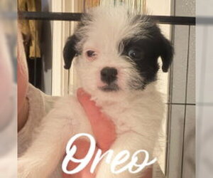 Boston Terrier-Unknown Mix Dogs for adoption in Grafton, WI, USA