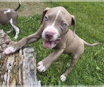 Small #2 American Pit Bull Terrier Mix