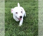 Small Photo #8 Jack Russell Terrier Puppy For Sale in APPLE CREEK, OH, USA