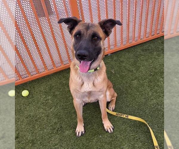 Medium Photo #1 German Shepherd Dog-Unknown Mix Puppy For Sale in Las Vegas, NV, USA