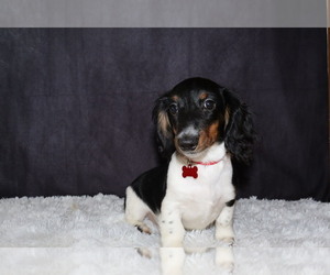 Dachshund Puppy for sale in INDEPENDENCE, IA, USA