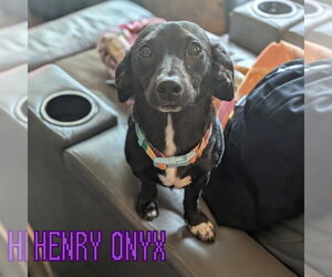 Henry Onyx - Male Dachshund-Unknown Mix Dog for Adoption - Photo #8