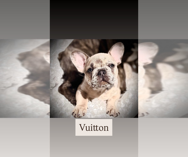 Medium Photo #9 French Bulldog Puppy For Sale in LAS VEGAS, NV, USA