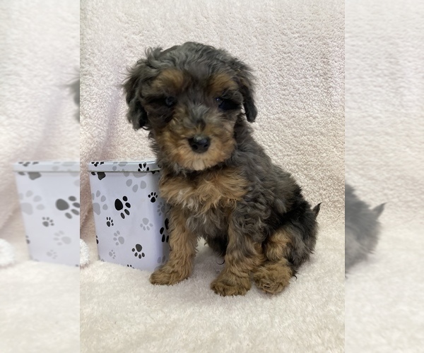 Medium Photo #3 Poodle (Miniature) Puppy For Sale in APPLE CREEK, OH, USA
