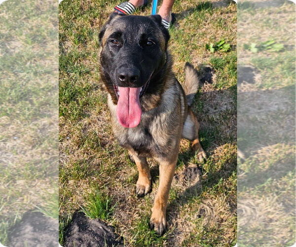 Medium Photo #9 Mutt Puppy For Sale in Stevens Point, WI, USA