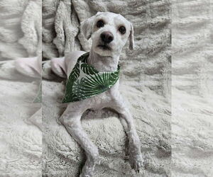 Poodle (Miniature)-Unknown Mix Dogs for adoption in El Centro, CA, USA