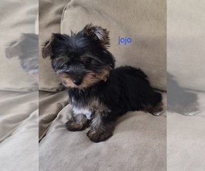 Yorkshire Terrier Puppy for sale in DETROIT, MI, USA