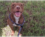 Small #1 Staffordshire Bull Terrier