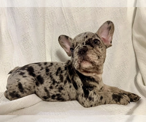 Medium Photo #1 French Bulldog Puppy For Sale in NAPLES, FL, USA