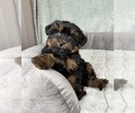 Small #4 YorkiePoo