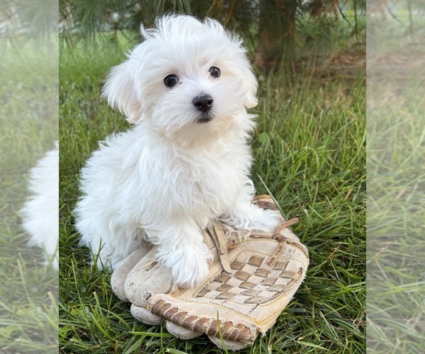 Medium Photo #3 Maltese Puppy For Sale in MIDDLEBURY, IN, USA