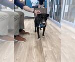 Small Labrador Retriever Mix