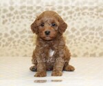 Small #2 Cavapoo