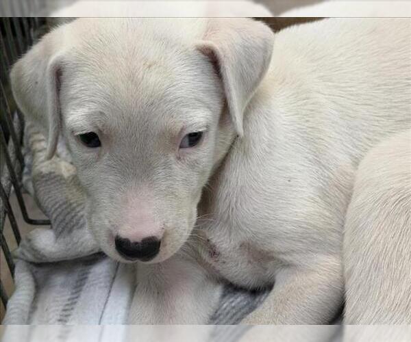 Medium Photo #1 Labrador Retriever-Unknown Mix Puppy For Sale in Tulsa, OK, USA