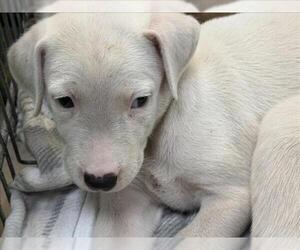 Labrador Retriever-Unknown Mix Dogs for adoption in Tulsa, OK, USA