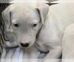 PUMKIN - Female Labrador Retriever-Unknown Mix Dog for Adoption - Small photo