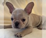 Small Photo #2 French Bulldog Puppy For Sale in HUTCHINSON, KS, USA