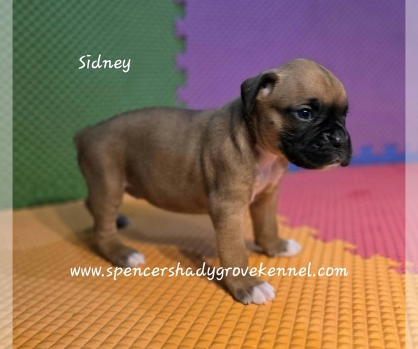 Medium Photo #2 Boxer Puppy For Sale in CABOOL, MO, USA