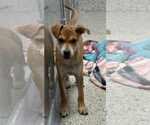 Small #1 Boxer Mix