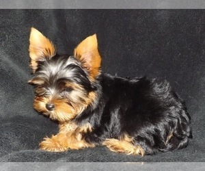 Mother of the YorkiePoo puppies born on 04/01/2024