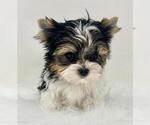 Small #17 Biewer Terrier