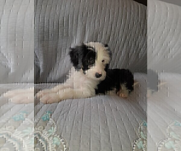 Medium Photo #2 Sheepadoodle Puppy For Sale in TAYLOR, MI, USA