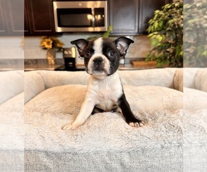 Boston Terrier Puppy for sale in GREENWOOD, IN, USA