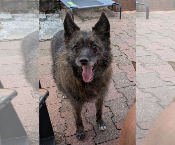 Medium Photo #1 American Eskimo Dog-Pembroke Welsh Corgi Mix Puppy For Sale in Aurora, CO, USA