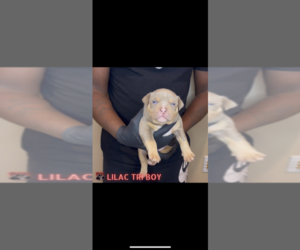 American Bully Puppy for sale in APPLE VALLEY, MN, USA
