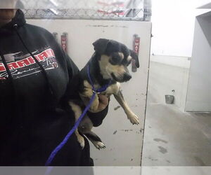 Chihuahua-Unknown Mix Dogs for adoption in Oroville, CA, USA