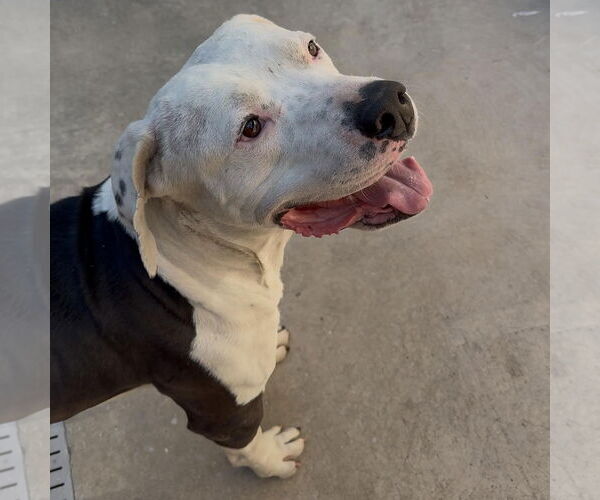 Medium Photo #6 American Bulldog-Unknown Mix Puppy For Sale in Hayward, CA, USA